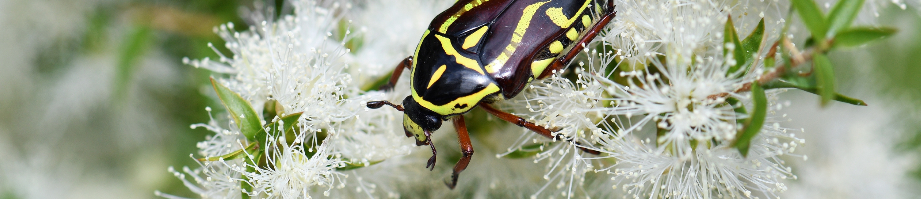 Image of Aus Native beetle