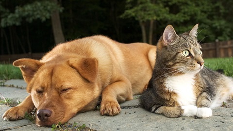 Snoozing dog and alert cat snuggled together outdoors