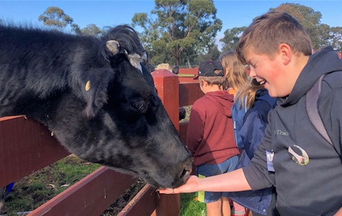 child feeds cow at urban farm