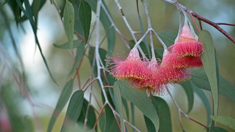 Pink eucalyptus tree