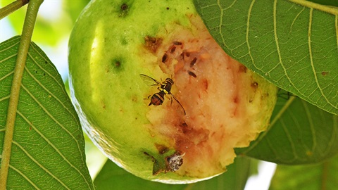 Fruit Fly on an apple