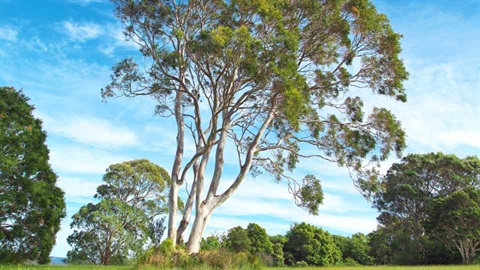 Large gum tree