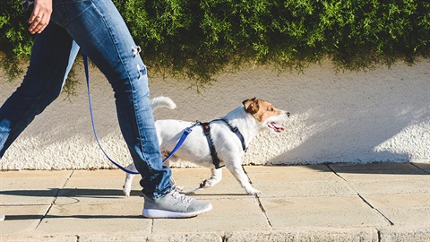 a dog on a leash