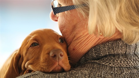 Dog and owner together