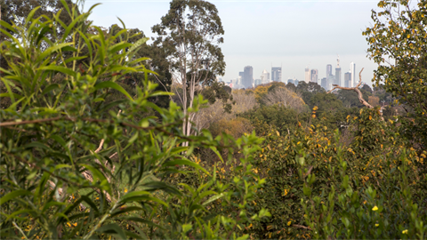 tree foliage