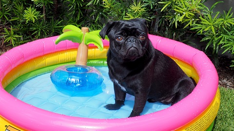 Grumpy looking and slightly nervous dog unsure why it has been placed in a small pool.jpg