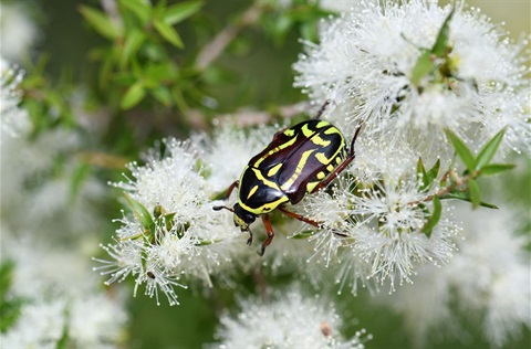 Image of Aus Native beetle