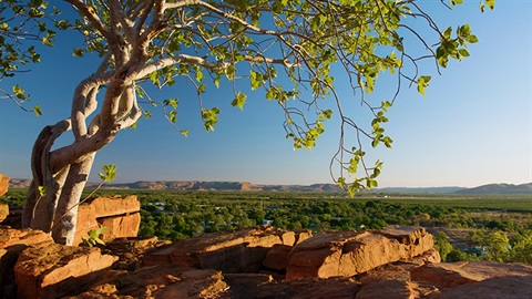 Tree and cliffs  in foreground overlooking expanse of trees and blue sky