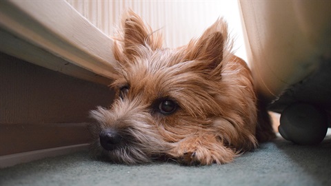 Cairn Terrier hiding behind a couch