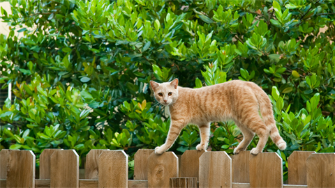 cat on fence