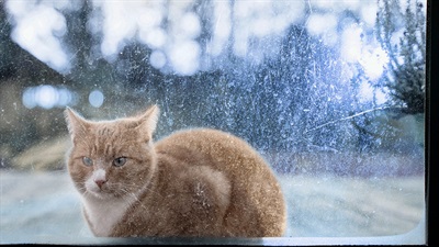 Cat outside in cold weather