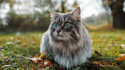 Cat sitting in a garden