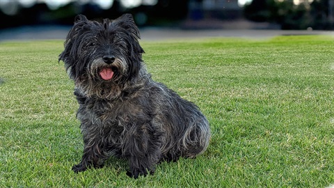 Dog in a park