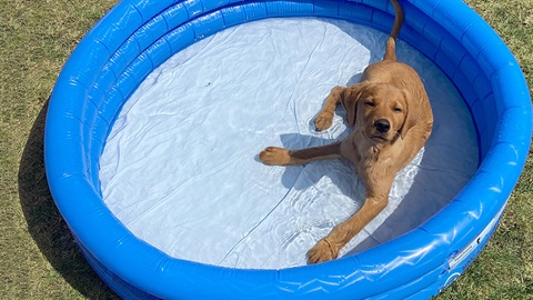 Dog keeping cool in a pool