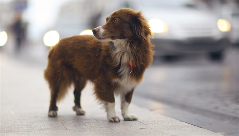 Dog on the side of the road