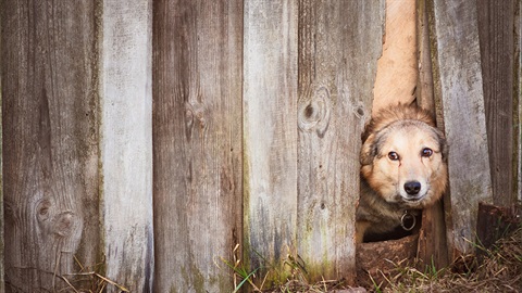 Dog poking its head through a fence