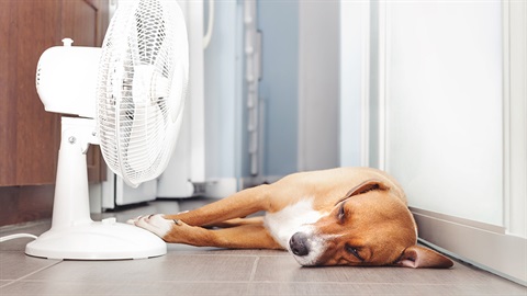 Dog trying to keep cool lying in front of a fan