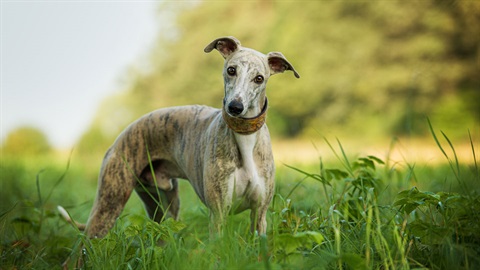 Dog in park