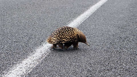 Echidna on road