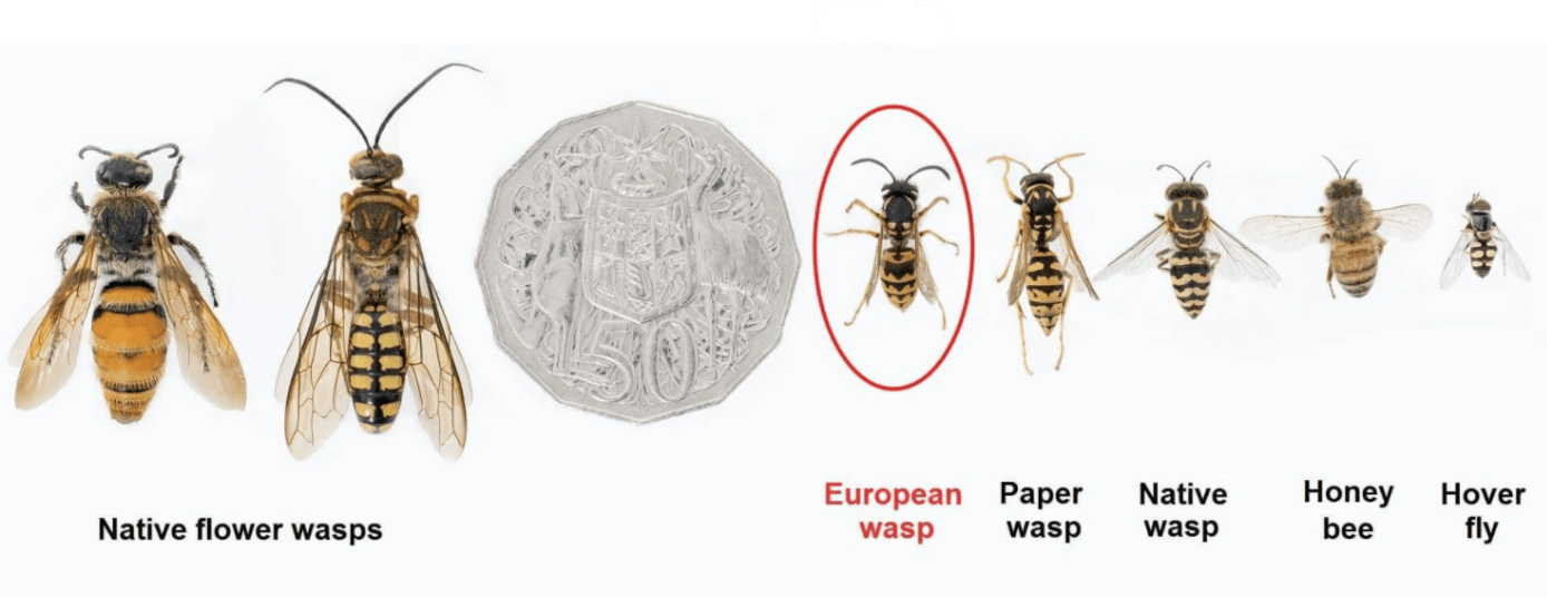 types of wasps and bees