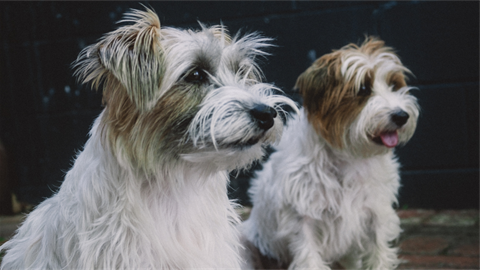 Gracie and Lily Pet Registration.png