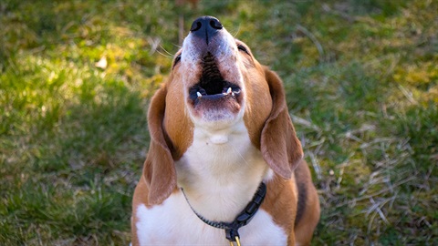 Howling dog