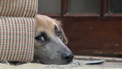 Larger dog hiding from loud fireworks