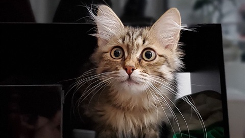Myshka, the tabby Siberian kitten, sitting wide-eyed under a black TV cabinet