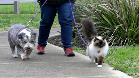 A small grey and white dog and a fluffy white and brown cat on leads walking with their owner in a park