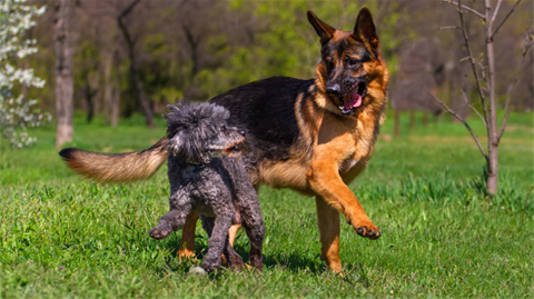 two dogs playing in off lead park