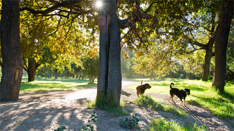 Two dogs under a tree in a park