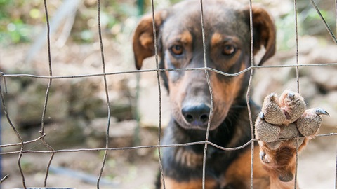 Unhappy dog behind a fence