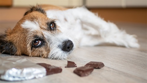 Unhappy dog lying next to open packet of chocolate