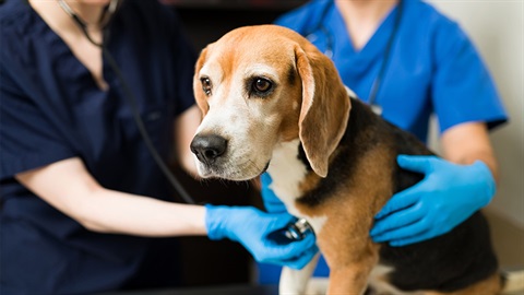 Unwell dog at the vet