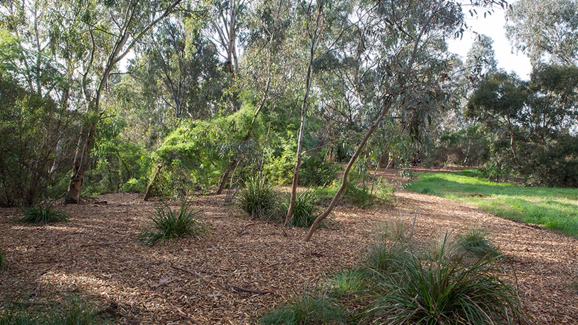 trees in link reserve