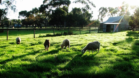 lambs grazing on grass, sun hanging low