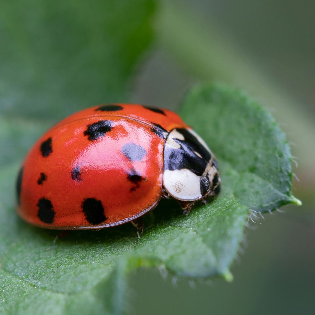 Red and black Ladybug beetle on a green leaf