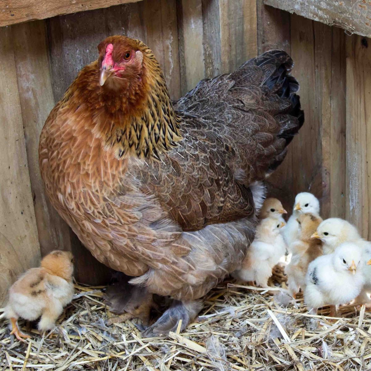 Colourful Brahma chicken with young chicks against timber wall
