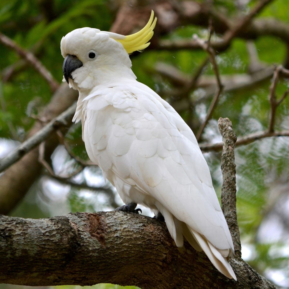 White cockatoo with yellow crest sitting on a branch with foliage in background