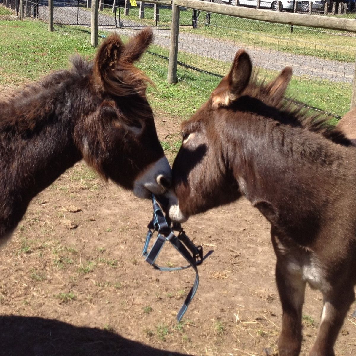 Close up of two brown donkeys facing each other with a horse halter in their mouths. Farm fence behind