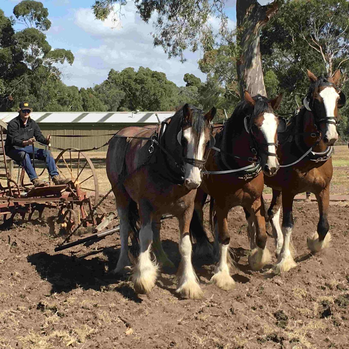 Three brown and white draught horses pulling a reide-on plough through the dirt with farmer riding plough. Buildings and tree behind