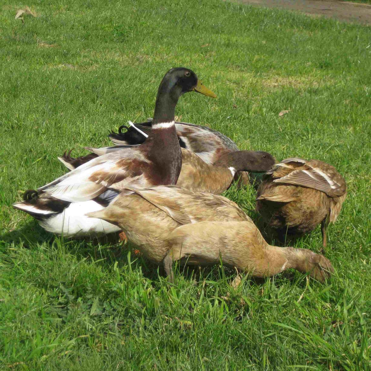 Flock of five ducks gazing on green grass with one standing guard