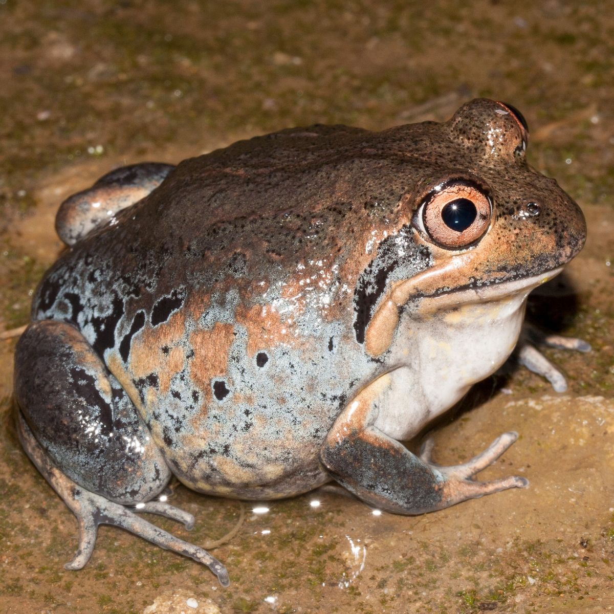 Plump Banjo Frog looking to the right sitting on mud