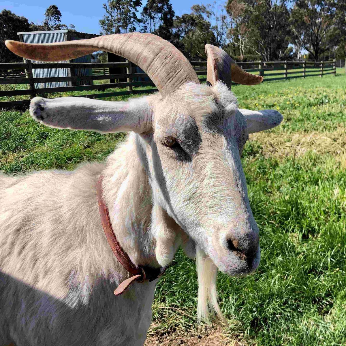 White Saanen goat with horns, head and neck with green grass and farm fencing behind