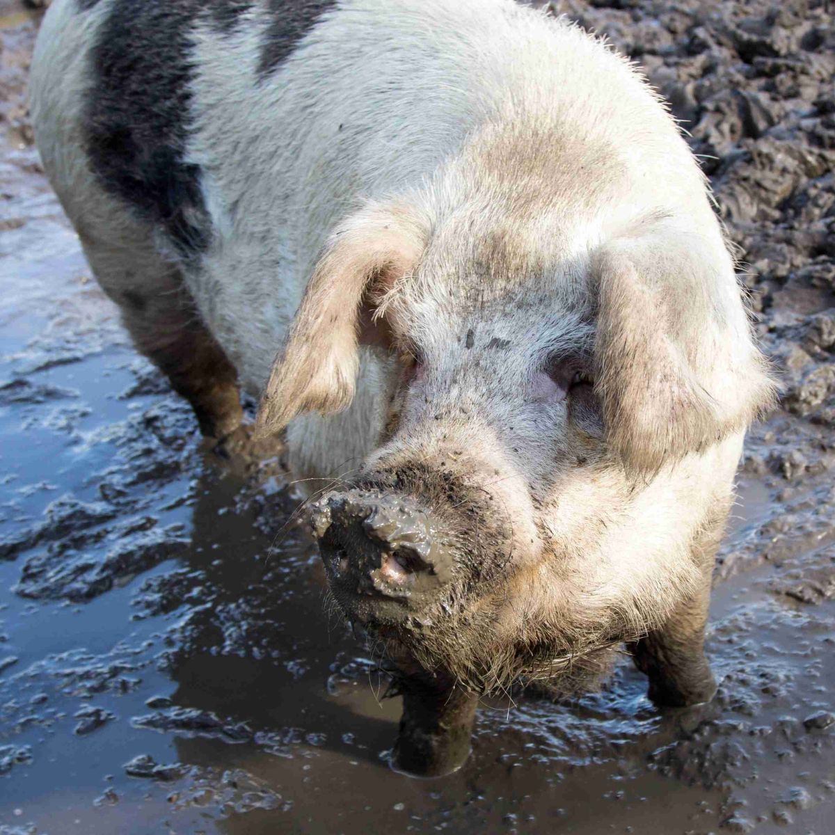 Close-up of a white pig with black patches on her back up to her knees in a large muddy puddle