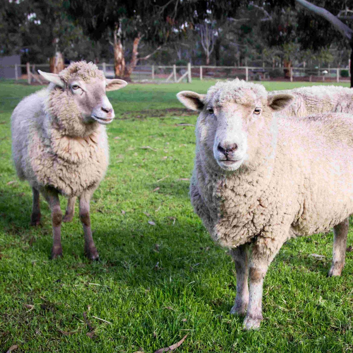 Two white wooly sheep in a paddock of green grass with trees and farm fencing behind