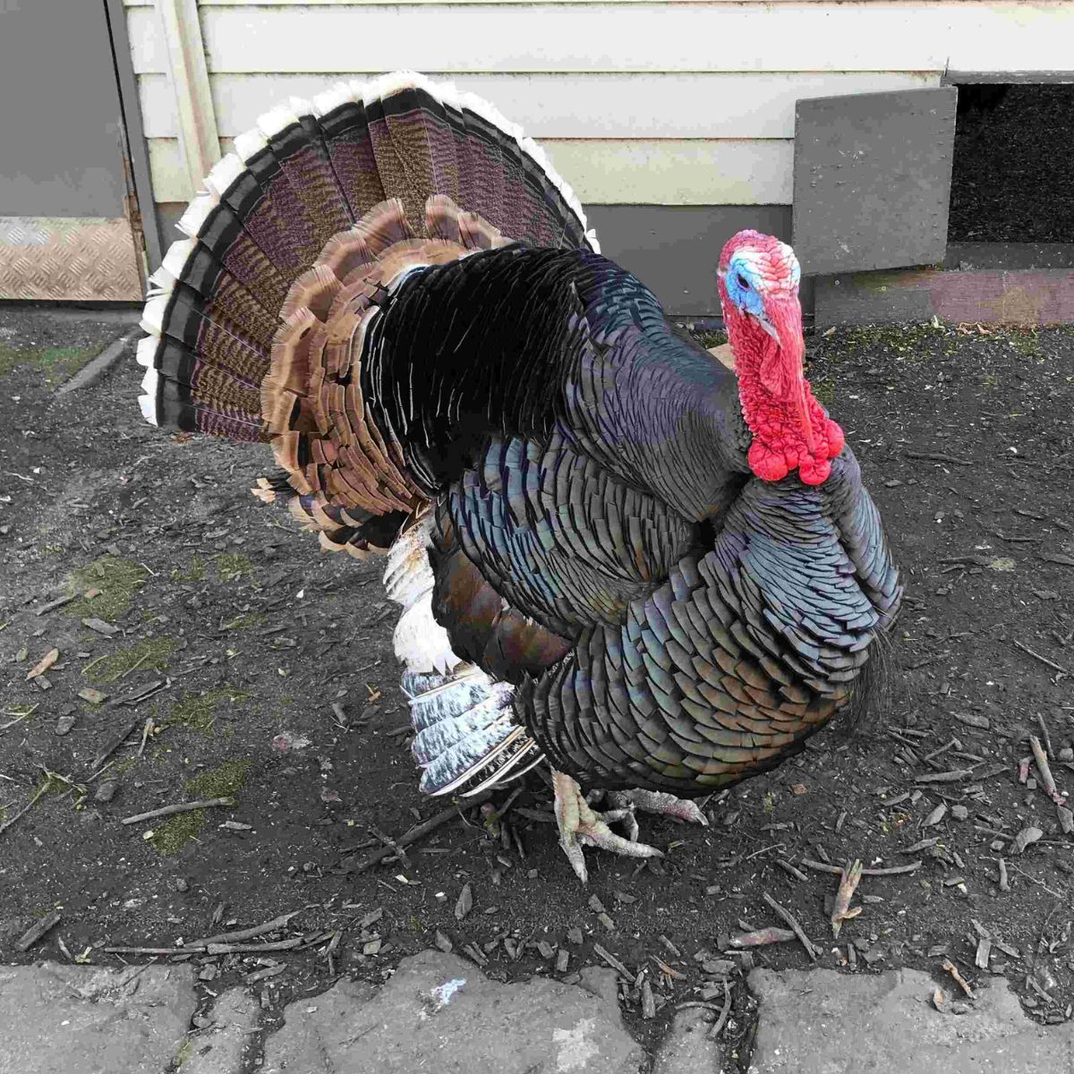 Black and brown male turkey displaying feathers with fanned tail. Red and blue face and neck skin. Standing on muddy ground. Part of a wall behind