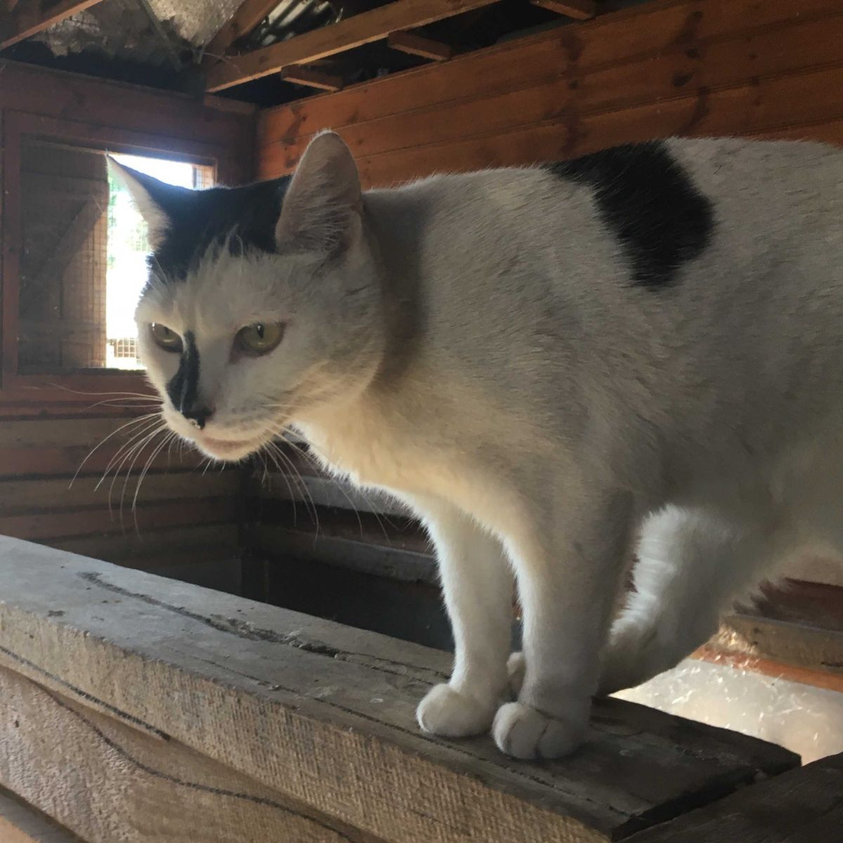 Black and white cat in a timber barn on a rail staring at something out of the frame