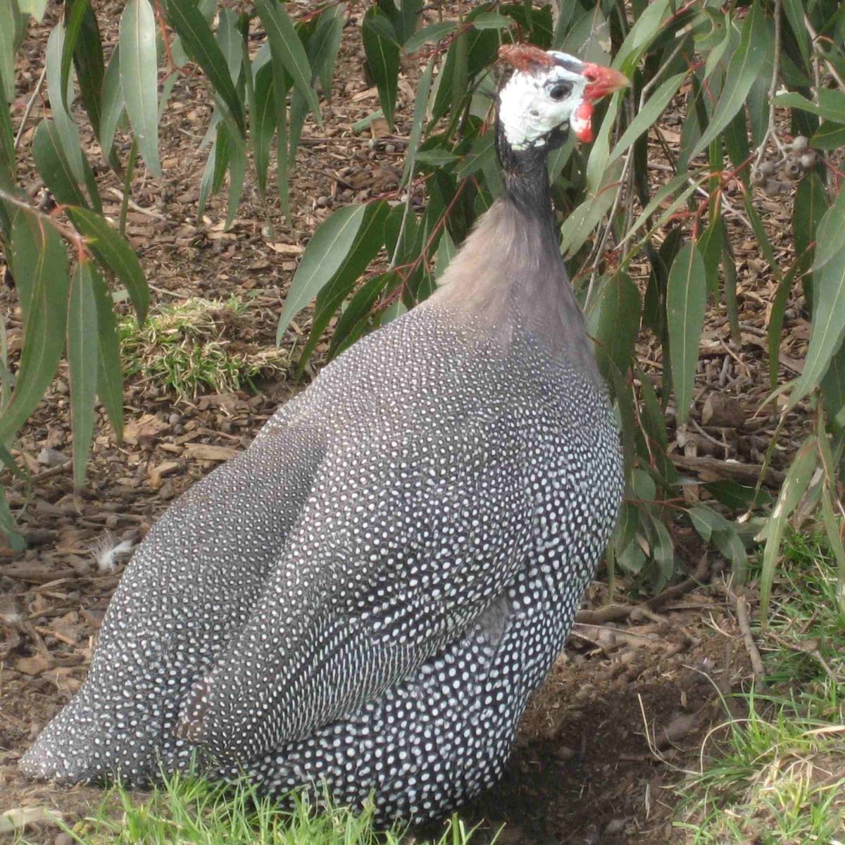 Spotted grey and white guinea fowl looking to the right with gumtree leaves behind