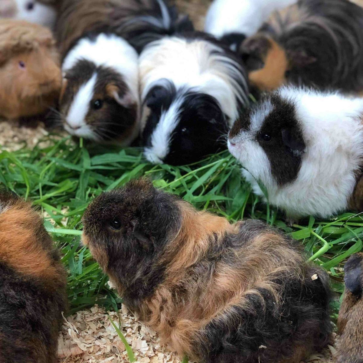 Group of multi-coloured guinea pigs crowded around a pile of grass eating